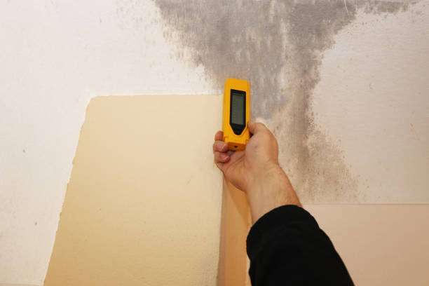 Best Black Mold Removal  in Mascot, TN