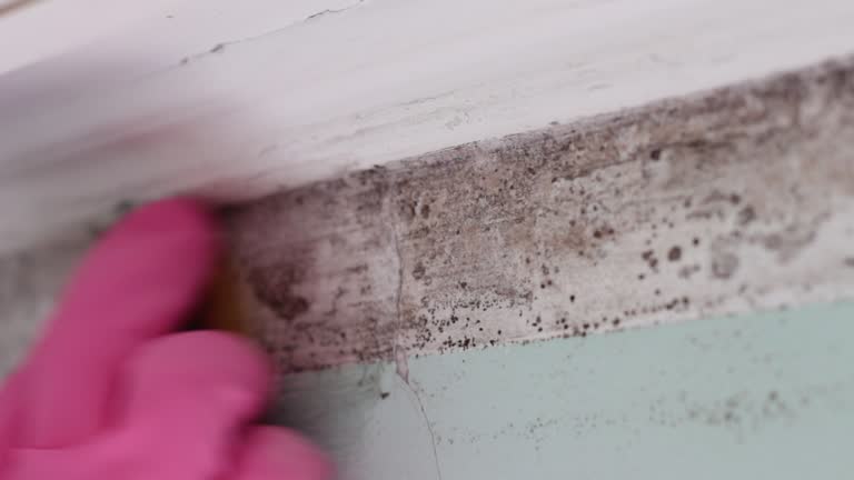 Best Mold Prevention Services  in Mascot, TN